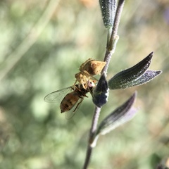 Oxyopes punctatus