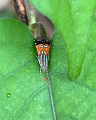 Tricyanaula aurantiaca