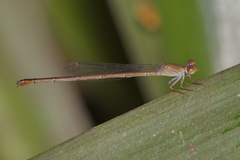 Ceriagrion praetermissum
