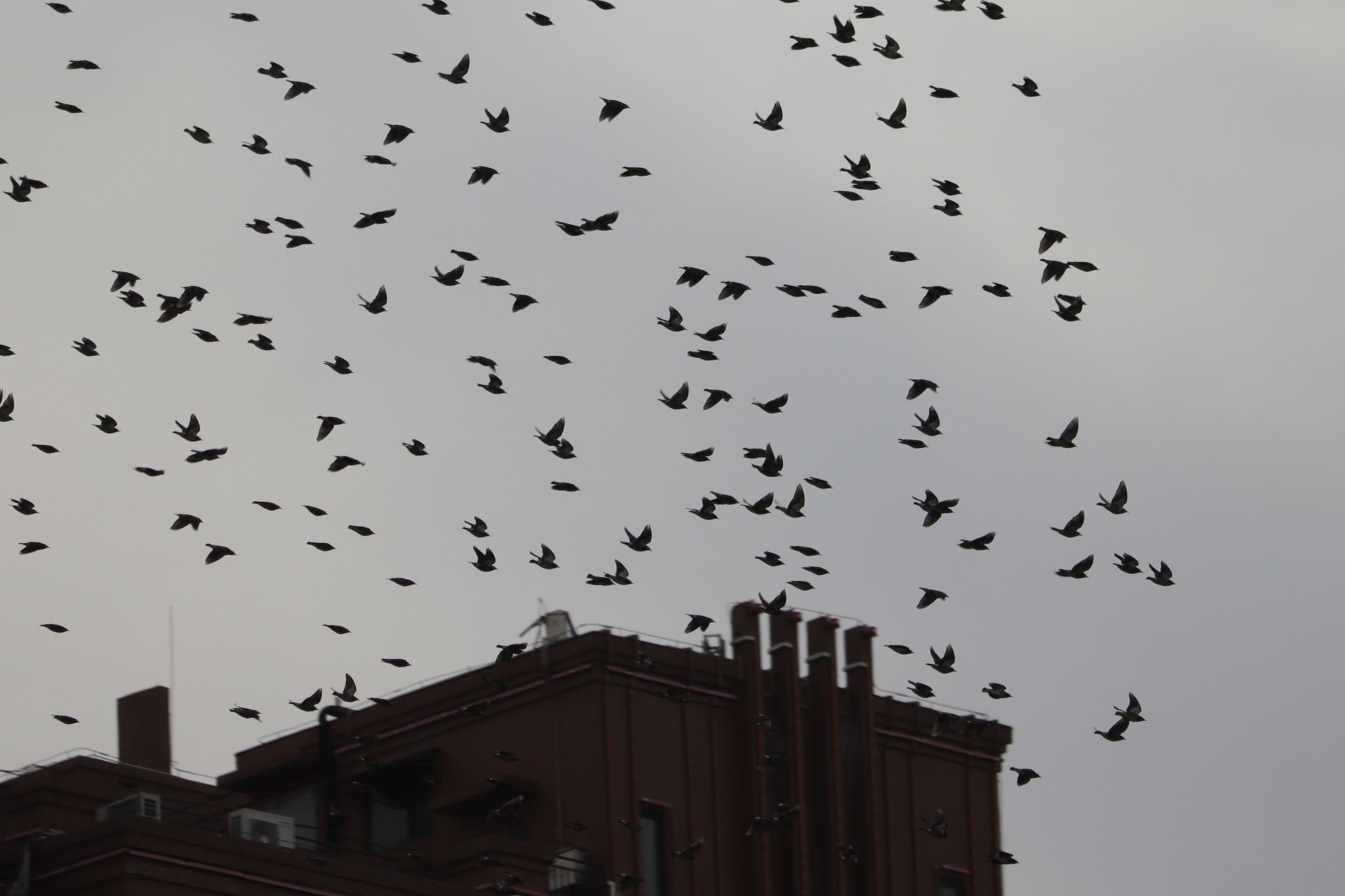 White-cheeked Starling