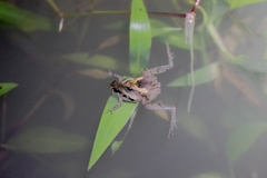 Microhyla palmipes