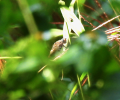 Orthetrum chrysis