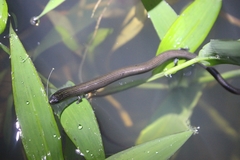 Linnaeus' Writhing Skink photo 5