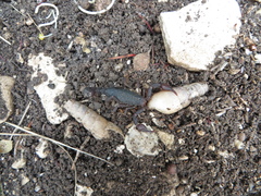 Pseudouroctonus reddelli