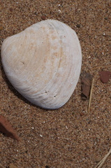 Mercenaria mercenaria