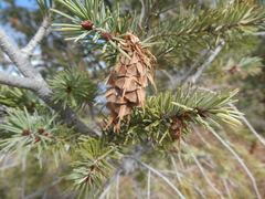 Pseudotsuga menziesii