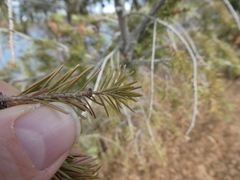 Pseudotsuga menziesii