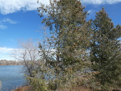 Pseudotsuga menziesii
