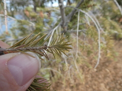 Pseudotsuga menziesii