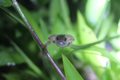 Microhyla palmipes