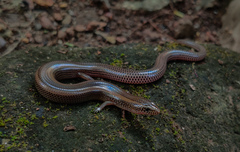 Common Dotted Garden Skink photo 3