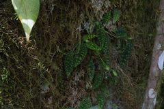 Cranichis reticulata