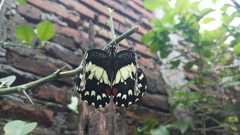 Papilio demoleus
