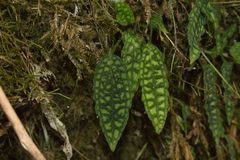 Cranichis reticulata