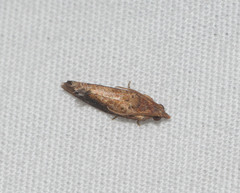 Cryptophlebia illepida