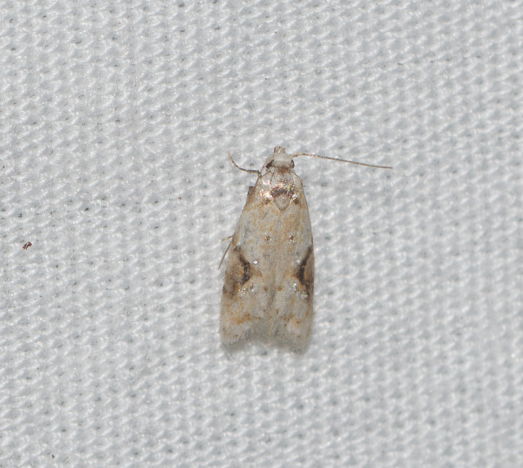 Carposina pusilla