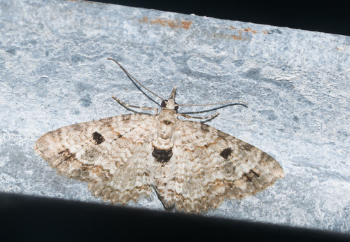 Eupithecia monticolens Butler, 1881