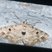 Eupithecia monticolens - Photo (c) Kevin Faccenda, algunos derechos reservados (CC BY), subido por Kevin Faccenda