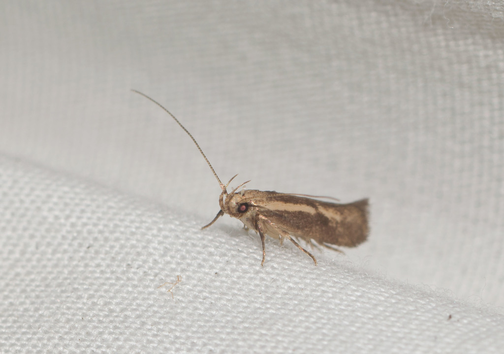 Hyposmocoma mesorectis