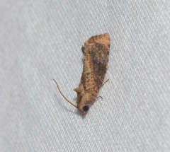 Cryptophlebia illepida