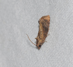 Cryptophlebia illepida