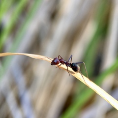 Iridomyrmex purpureus