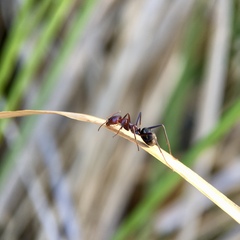 Iridomyrmex purpureus