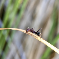 Iridomyrmex purpureus