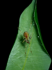 Thwaitesia margaritifera