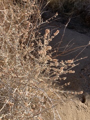 Eriogonum wrightii nodosum