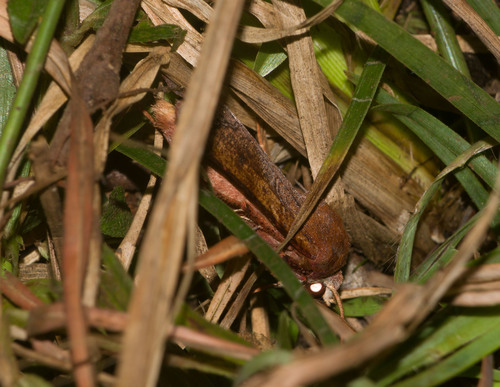 Agrotis hephaestaea observed 2021-11-24