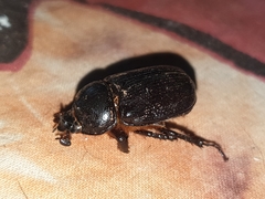 Cyphonistes vallatus