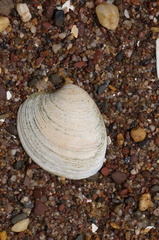 Mercenaria mercenaria