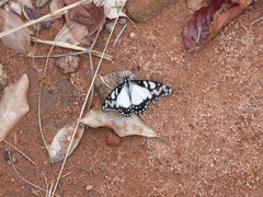 Graphium morania