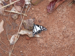 Graphium morania
