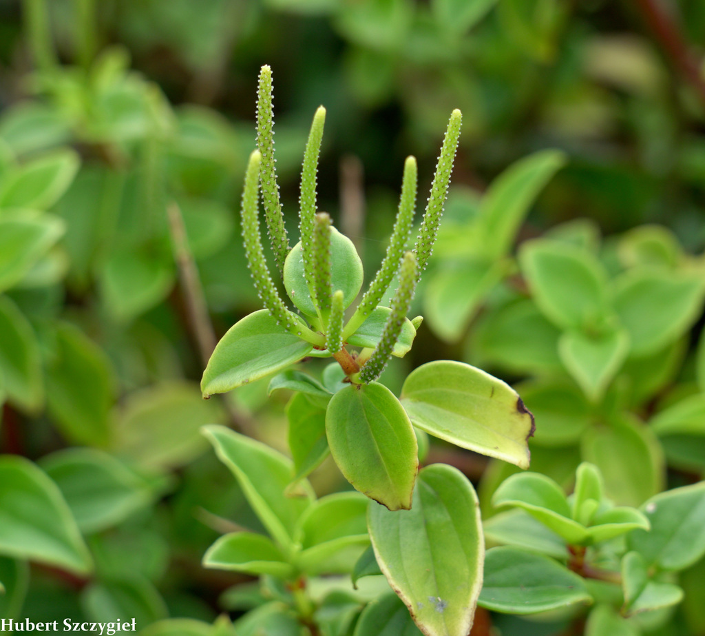 Peperomia macraeana