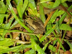 Microhyla palmipes