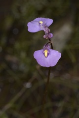 Utricularia dichotoma