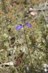 Utricularia dichotoma