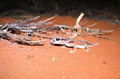 Nephrurus laevissimus