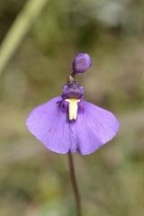 Utricularia dichotoma