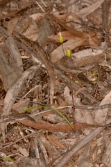 Caladenia transitoria