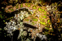Naultinus stellatus