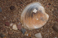 Mercenaria mercenaria