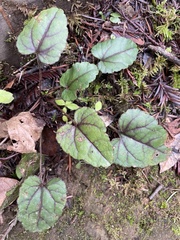 Veronica californica