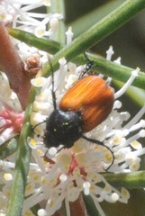 Phyllotocus rufipennis