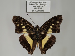 Euptera neptunus