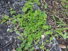 Pilea nummulariifolia