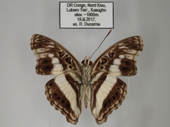 Euptera neptunus