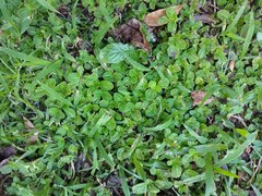 Pilea nummulariifolia